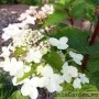 Aedhortensia Wims Red